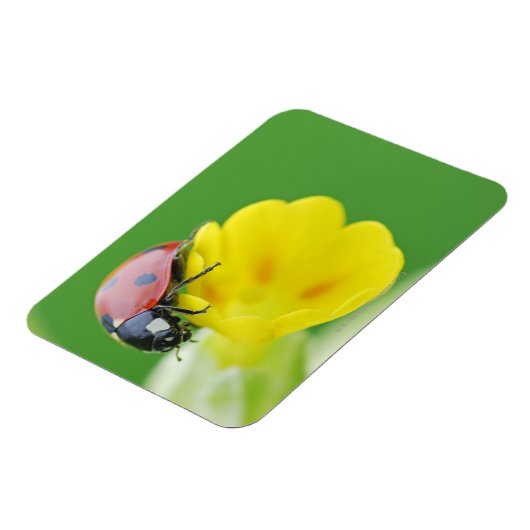 Ladybugの終了 マグネット (左側)