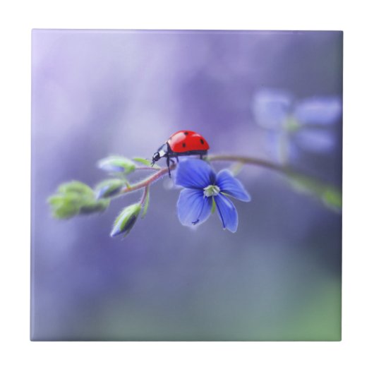 LADYBUGセラミックタイル タイル (正面)