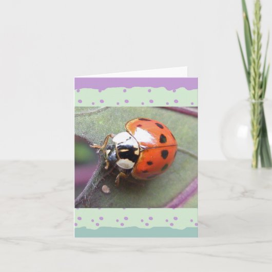 Ladybugノートカード カード (正面)