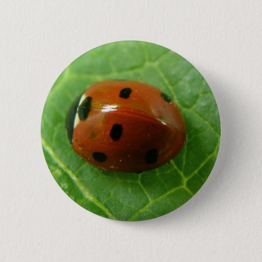 Ladybugボタン 缶バッジ (正面)