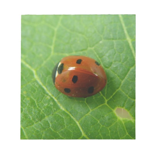 Ladybugメモ帳 ノートパッド (正面)