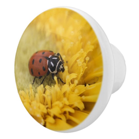 Ladybug セラミックノブ (右)