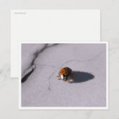 Ladybug Beetle Macro Wildlife Photography ポストカード (正面/裏面)