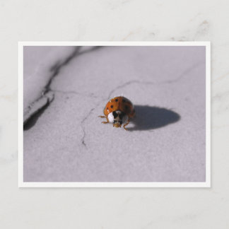 Ladybug Beetle Macro Wildlife Photography ポストカード