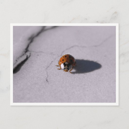 Ladybug Beetle Macro Wildlife Photography ポストカード (正面)