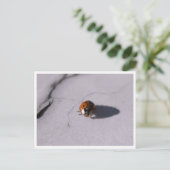 Ladybug Beetle Macro Wildlife Photography ポストカード (スタンド正面)
