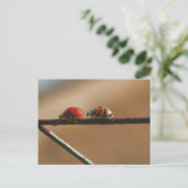 Ladybug Buddies Nature Photography ポストカード (スタンド正面)