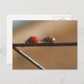 Ladybug Buddies Nature Photography ポストカード (正面/裏面)