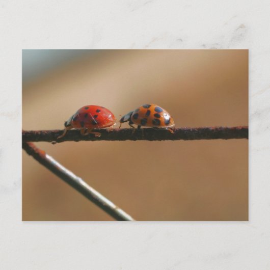 Ladybug Buddies Nature Photography ポストカード (正面)