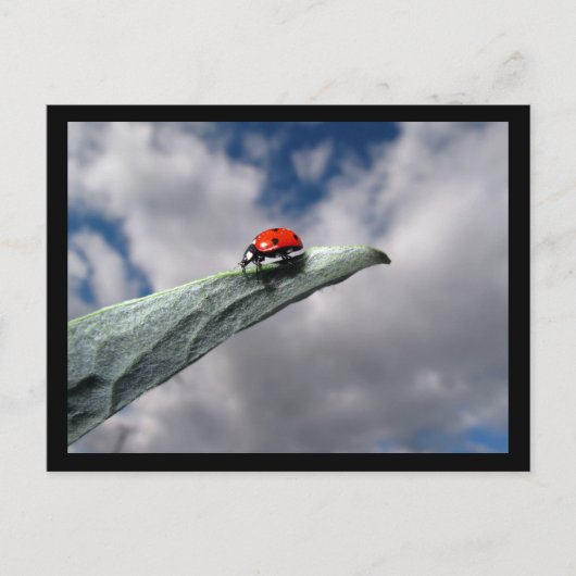Ladybug Calm Before the Stormはがき ポストカード (正面)