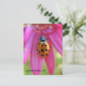 Ladybug Carmel Valley, CAポストカード ポストカード (スタンド正面)