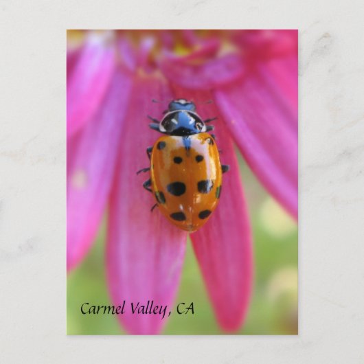 Ladybug Carmel Valley, CAポストカード ポストカード (正面)