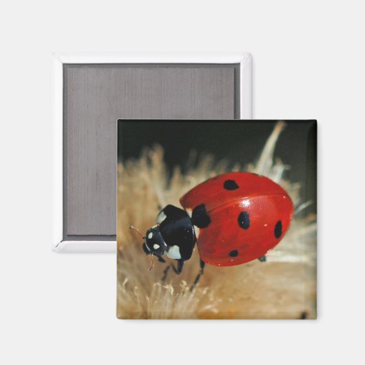 Ladybug - Lady Beetles magnet マグネット (正面/裏面)