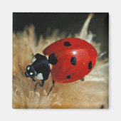 Ladybug - Lady Beetles magnet マグネット (正面)