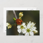 Ladybug - Ladybirdポストカード – Ladybug On Hawthorn ポストカード (正面/裏面)