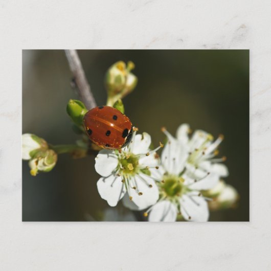 Ladybug - Ladybirdポストカード – Ladybug On Hawthorn ポストカード (正面)