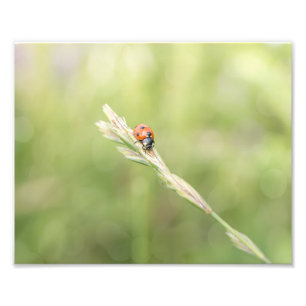 Ladybug Ladybugどこ行ったの写真プリント フォトプリント