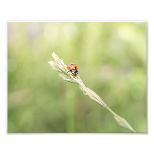Ladybug Ladybugどこ行ったの写真プリント フォトプリント (正面)