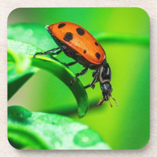 Ladybug Macro Coaster | Nature Drinkware Accent コースター (正面)