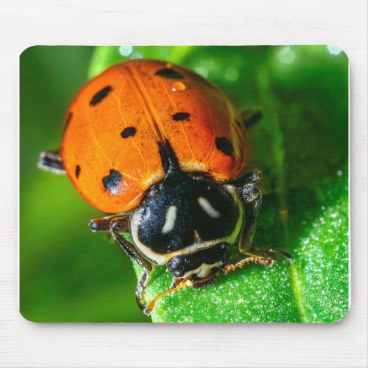 Ladybug Macro Photography Wall Art Vibrant Nature マウスパッド (正面)
