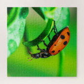 Ladybug Macro Puzzle | Colorful Nature Jigsaw ジグソーパズル (横)