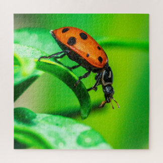 Ladybug Macro Puzzle | Colorful Nature Jigsaw ジグソーパズル