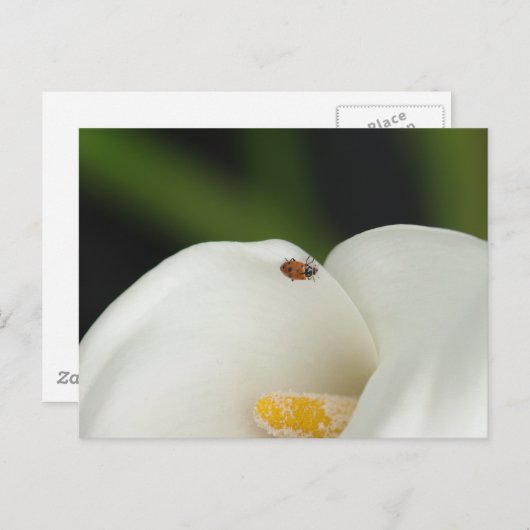 Ladybug on Calla Lily Postages ポストカード (正面/裏面)
