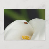 Ladybug on Calla Lily Postages ポストカード (正面)