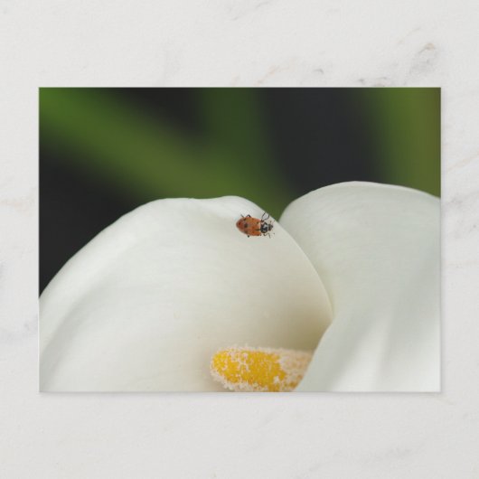 Ladybug on Calla Lily Postages ポストカード (正面)