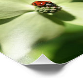 Ladybug On Dogwood Flower 8x8自然 フォトプリント (角)