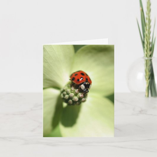 Ladybug On Dogwood Flower Photography ノートカード (正面)
