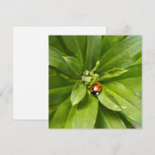 Ladybug on Flowers (正面/裏面)