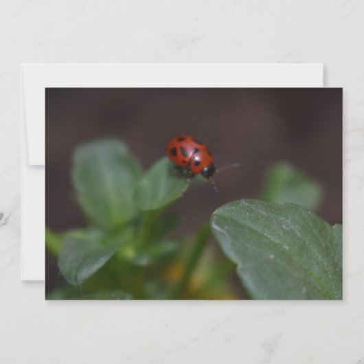 Ladybug on Flowers (正面)