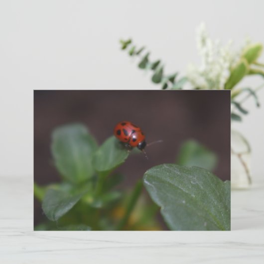 Ladybug on Flowers (スタンド正面)