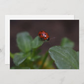 Ladybug on Flowers (正面/裏面)