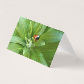 Ladybug on Flowers (正面)