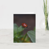 Ladybug on Flowers カード (正面)