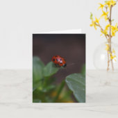 Ladybug on Flowers カード (黄色い花)