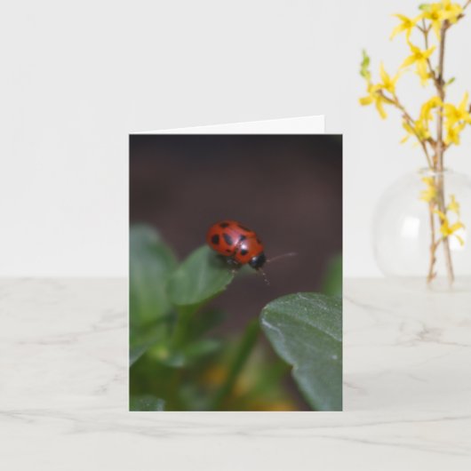 Ladybug on Flowers カード (黄色い花)
