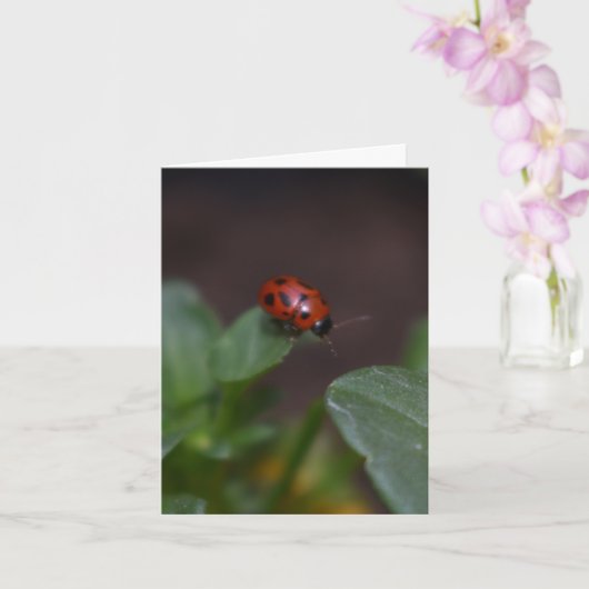 Ladybug on Flowers カード (蘭)