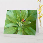 Ladybug on Flowers カード (黄色い花)