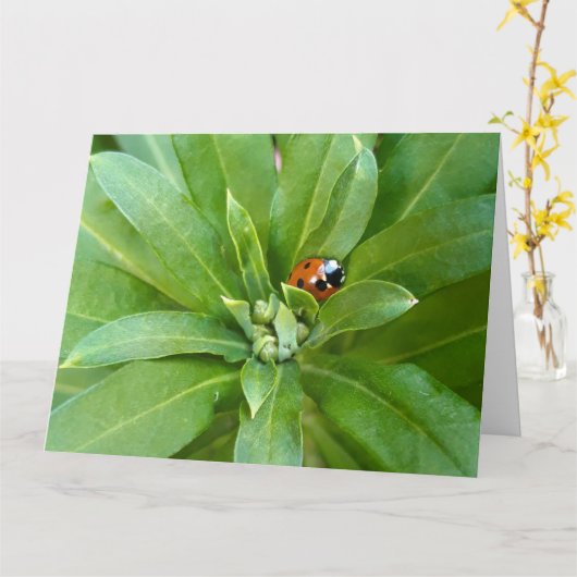 Ladybug on Flowers カード (黄色い花)