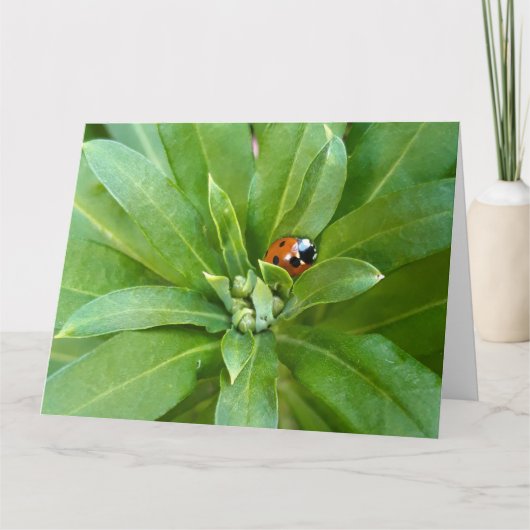 Ladybug on Flowers カード (正面)