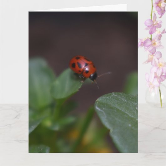 Ladybug on Flowers カード (蘭)