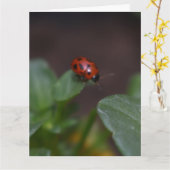 Ladybug on Flowers カード (黄色い花)