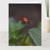 Ladybug on Flowers カード (正面)