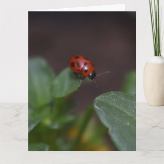 Ladybug on Flowers カード (正面)