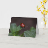 Ladybug on Flowers カード (黄色い花)