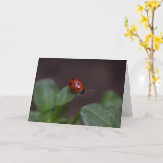Ladybug on Flowers カード (黄色い花)
