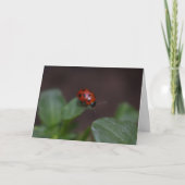 Ladybug on Flowers カード (正面)